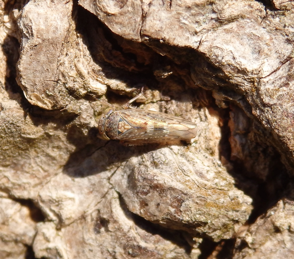 Winterzikade (Acericerus ribauti) auf Ahorn-Borke