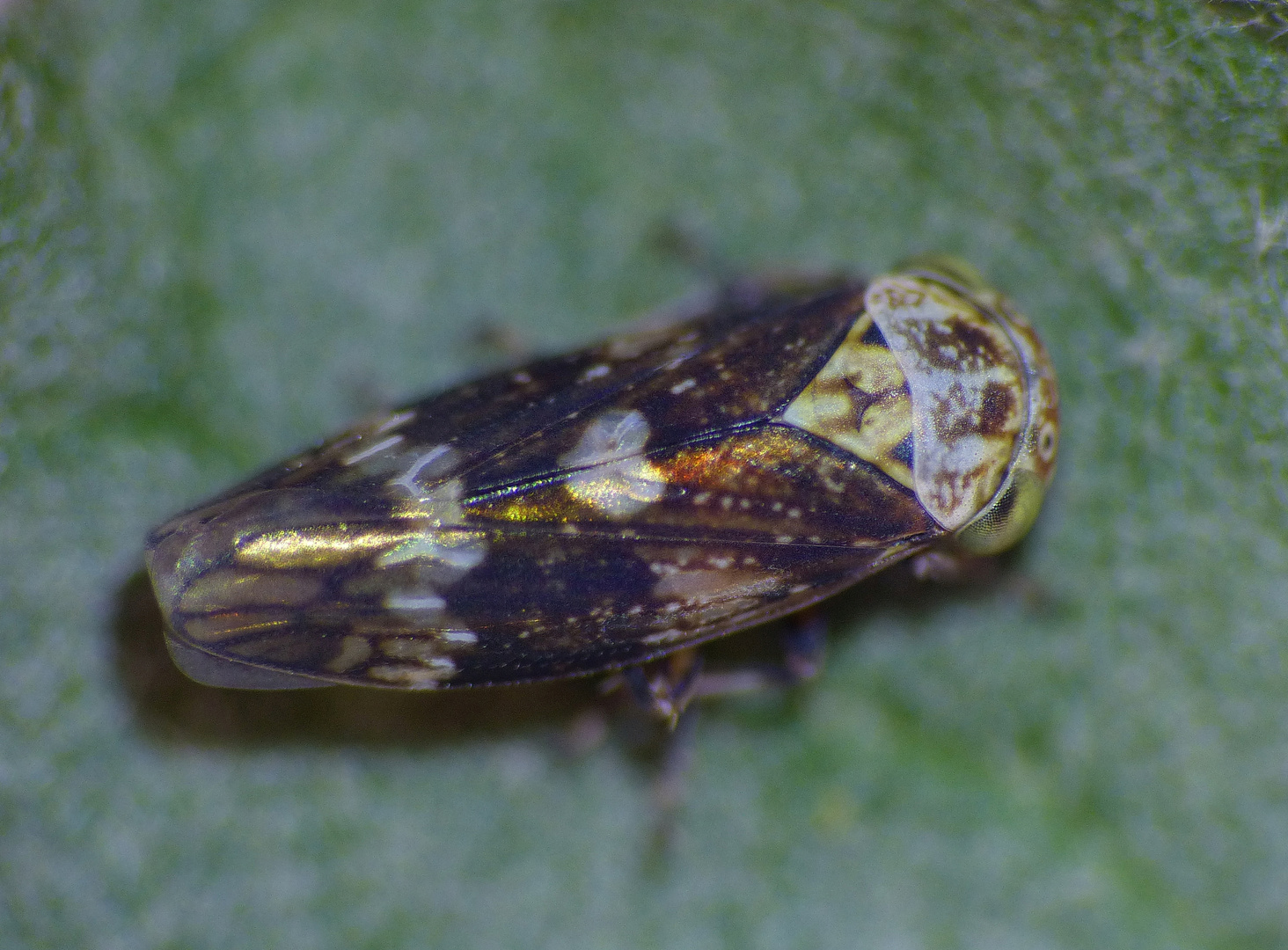 Winterzikade (Acericerus ribauti) - Ein netter Fund im Februar in unserem Garten