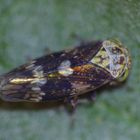 Winterzikade (Acericerus ribauti) - Ein netter Fund im Februar in unserem Garten