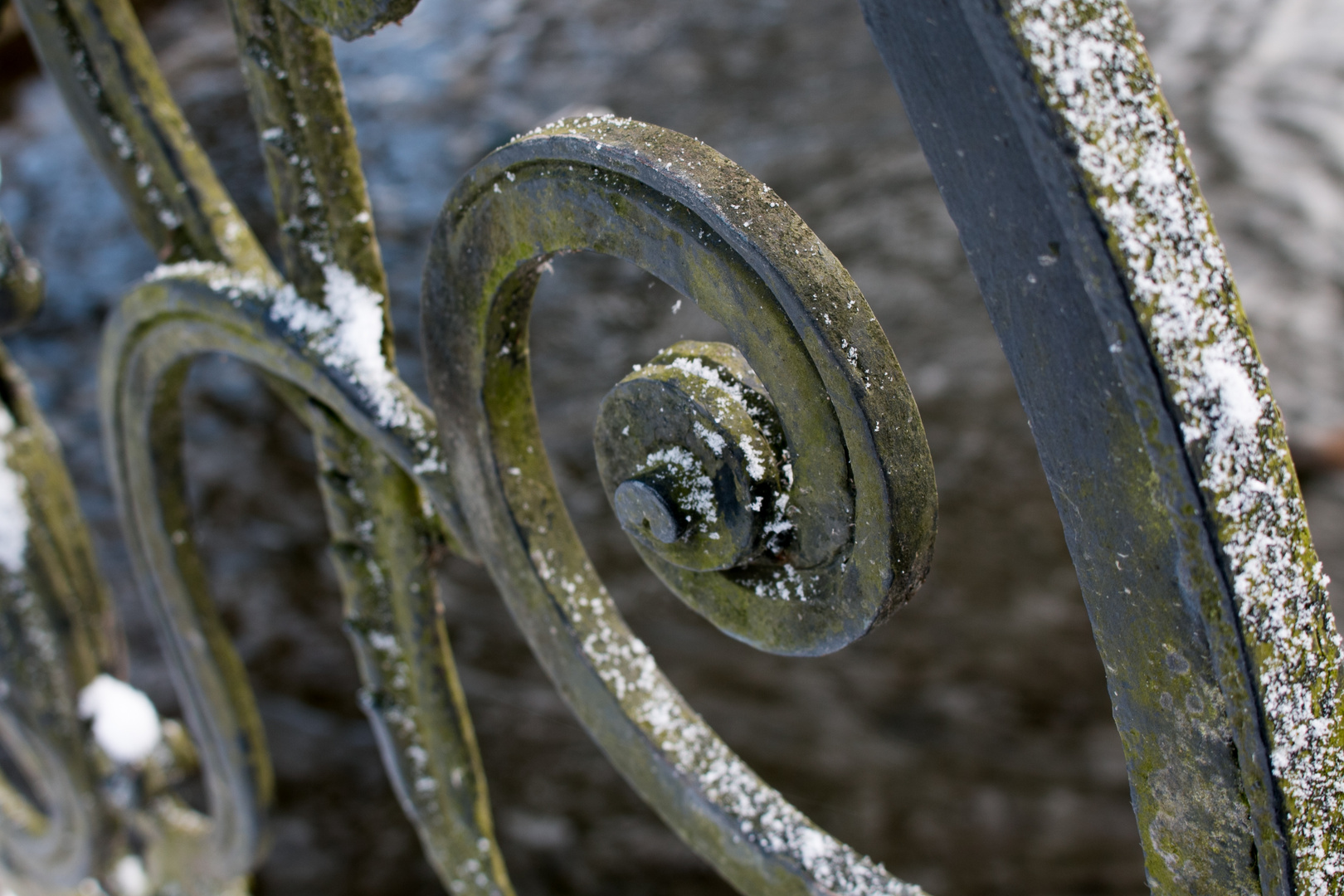 Winterzuckerschnecke