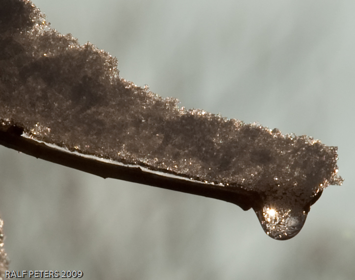 Winterzweig mit Tropfen