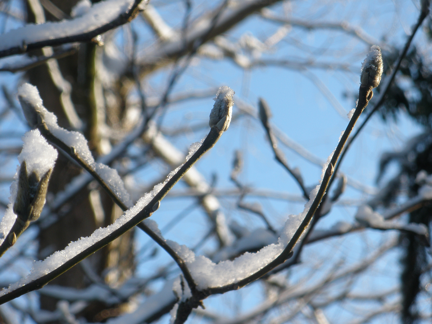 Winterzweige