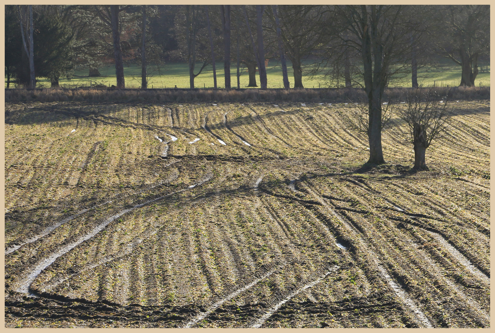 wintry field