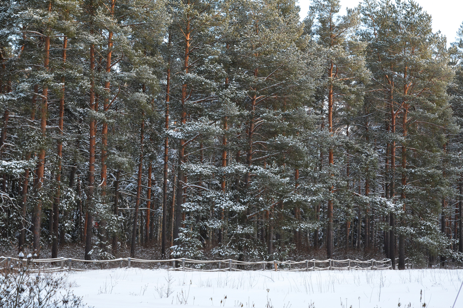 Wintry park on Haaga