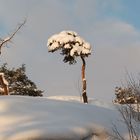 Wintry pine