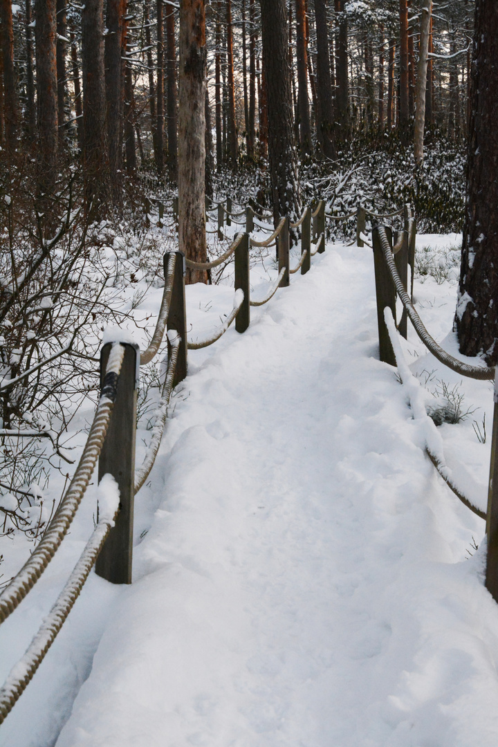 Wintry way on rhododendron park