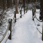 Wintry way on rhododendron park