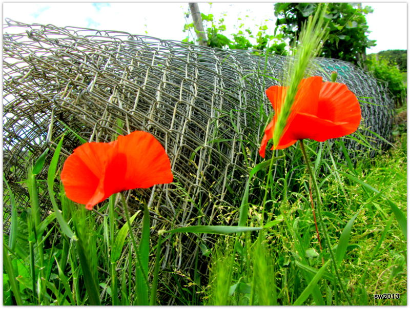 Winzer-Sommer-Naturkunst