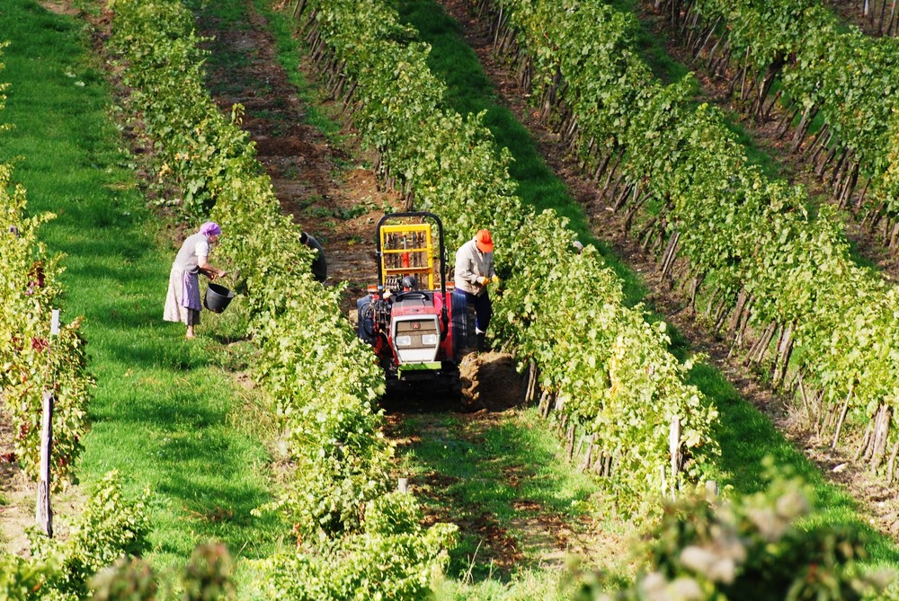 Winzer und Winzerin bei der Weinlese