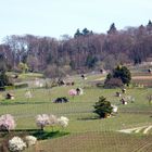 Winzerhäuschen bei Heppenheim an der Bergstraße