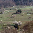 Winzerhäuschen in den Weinbergen bei Heppenheim a. d. Bergstraße