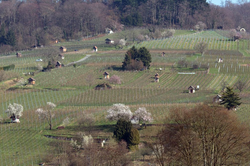 Winzerhäuschen in den Weinbergen bei Heppenheim a. d. Bergstraße