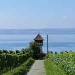 Winzerturm oberhalb der Haltnau