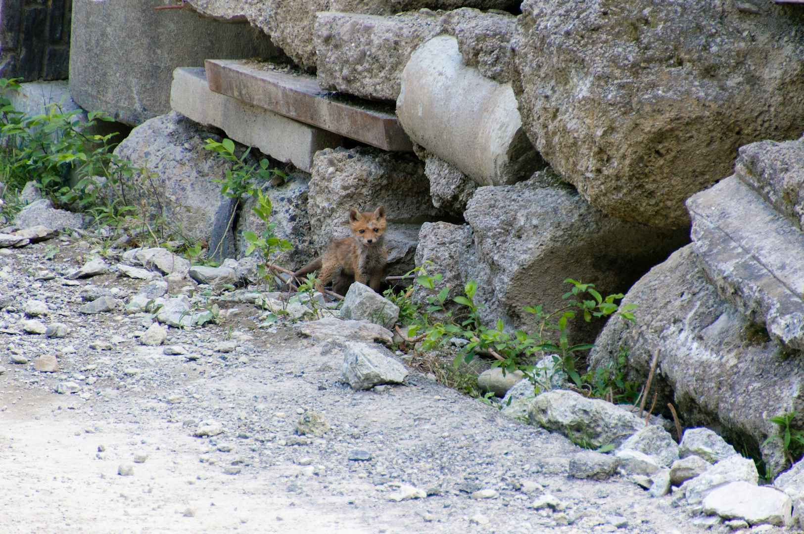 "Winzi" der kleine Fuchs I