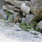 "Winzi" der kleine Fuchs I