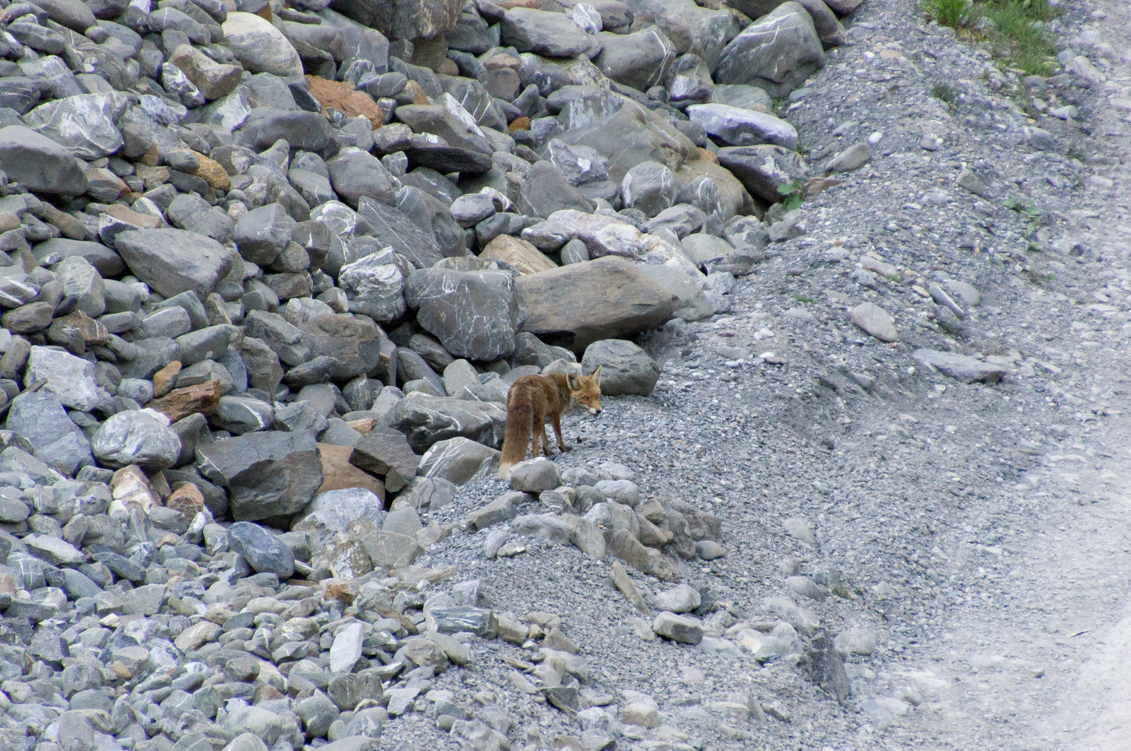 "Winzi" der kleine Fuchs II