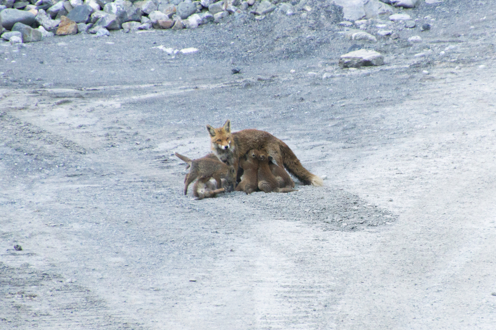 "Winzi" der kleine Fuchs IIII