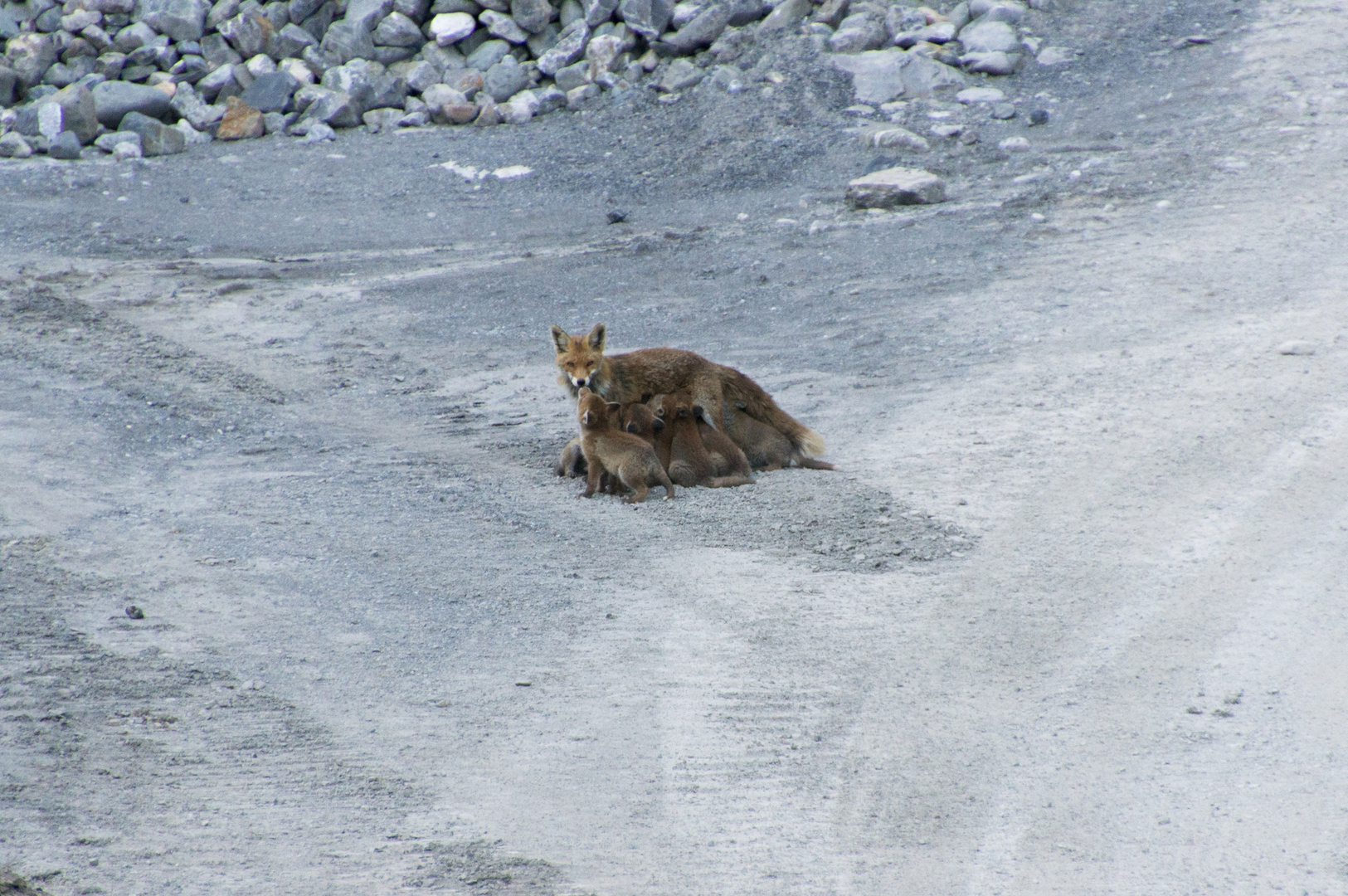 "Winzi" der kleine Fuchs V