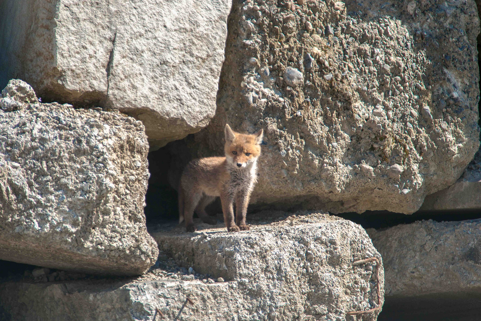 "Winzi" der kleine Fuchs VII