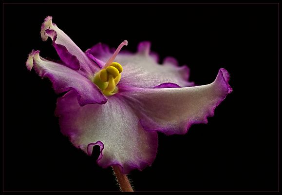 Winzig .. aber fotografisch sehr spannend - ( Stacking Bild ) 