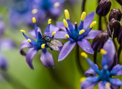 Winzig aber  schon mit Fliege     DSC_1795