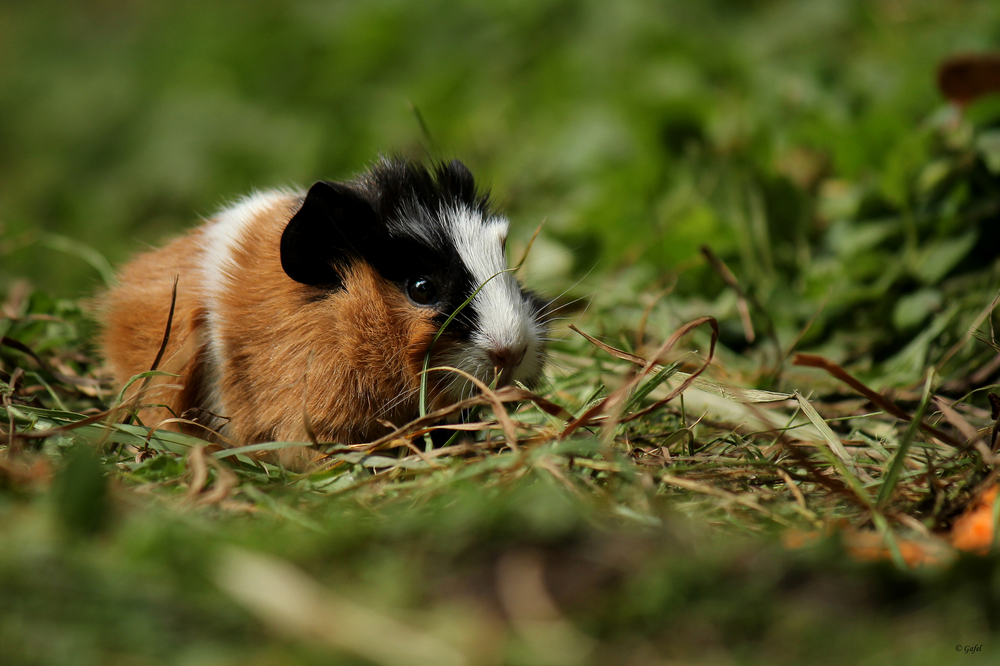 Winzig klein Foto & Bild tiere, zoo, wildpark & falknerei, säugetiere