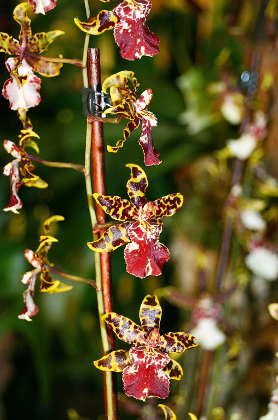 winzig klein sind diese Blüten , aber schön