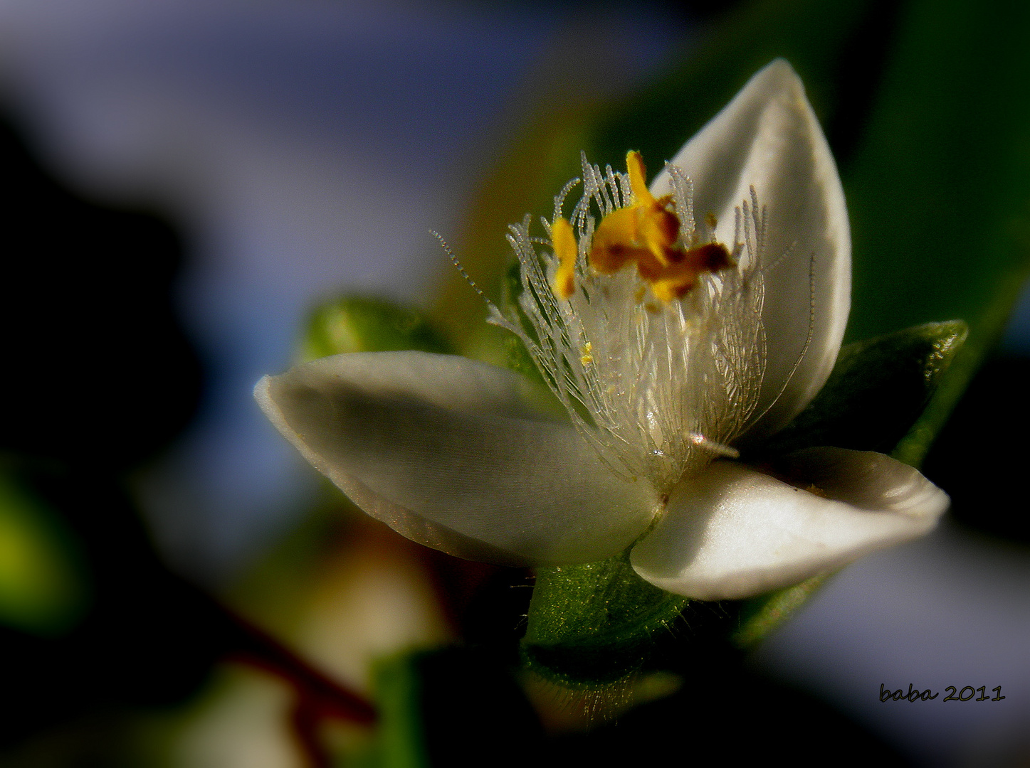 winzig kleine Blüte mit Perlen