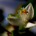 winzig kleine Blüte mit Perlen