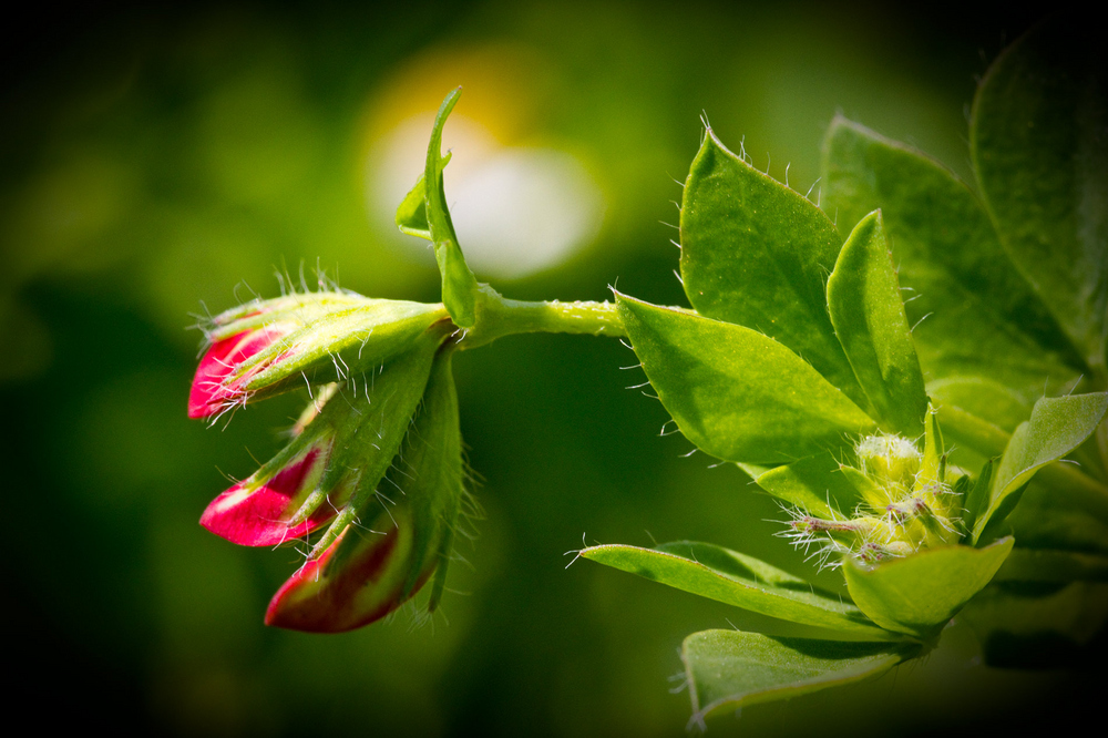 Winzig kleine Blume mit Makro 105mm aufgenommen.