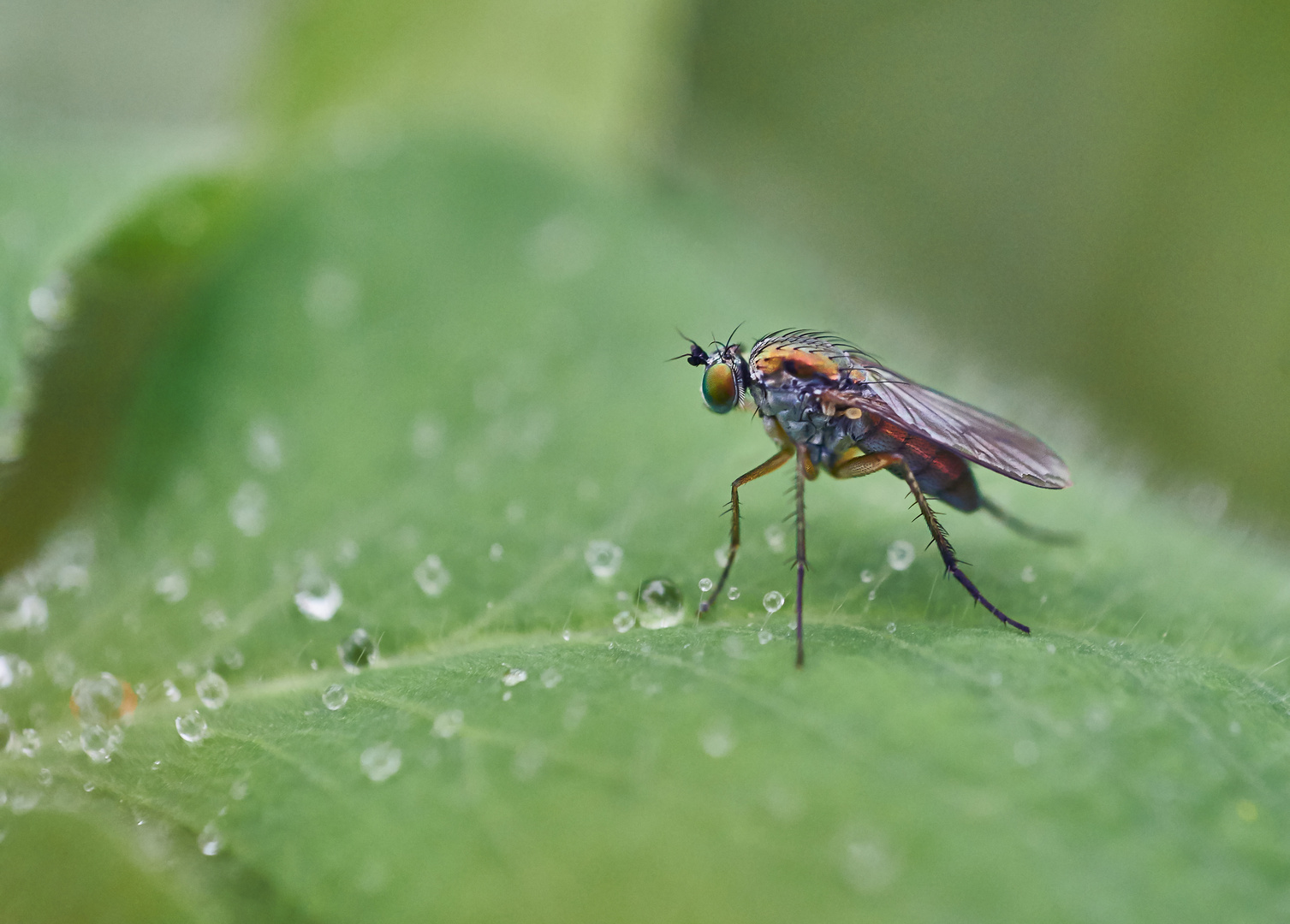 Winzig kleine Langbeinfliege Foto & Bild natur, fliegen, insekten