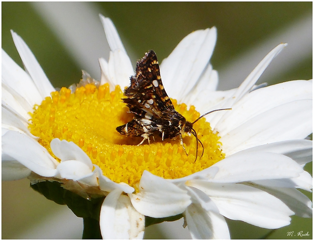 Winzig kleiner Schmetterling auf einer Margeretenblüte 