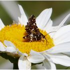 Winzig kleiner Schmetterling auf einer Margeretenblüte 