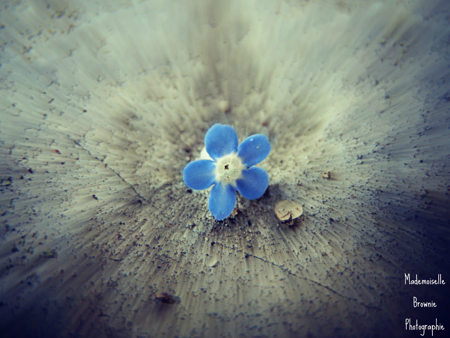 Winzig Kleines Blümchen