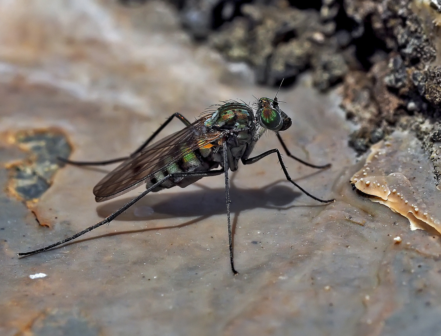 Winzige, aber unerwartet hübsche Fliege, eine Langbeinfliege, ev. Liancalus virens. *