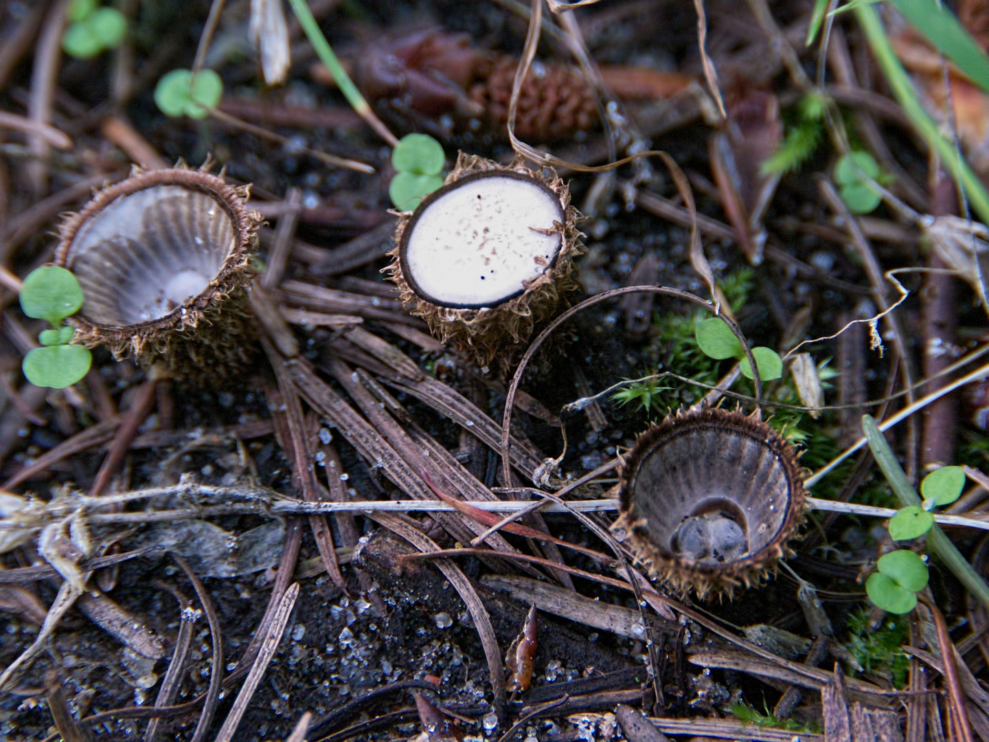 winzige Becherchen am Waldboden