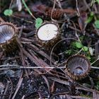 winzige Becherchen am Waldboden