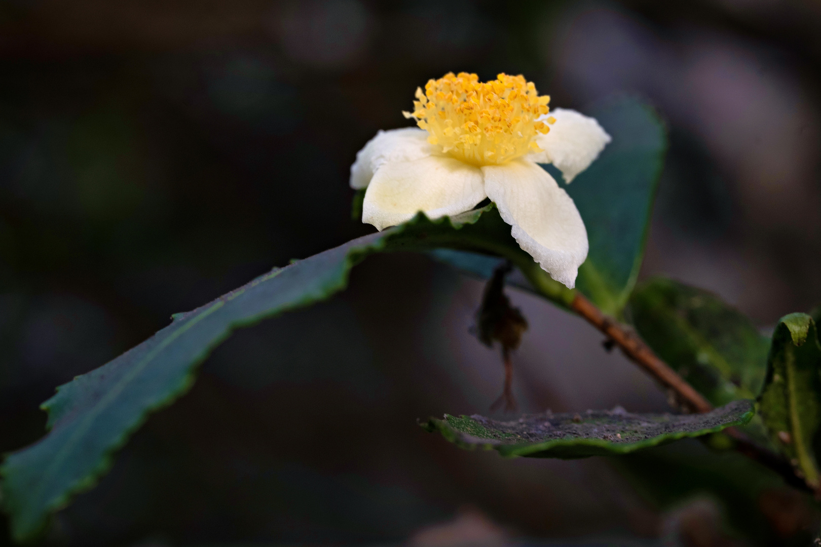 Winzige Blüte ganz groß