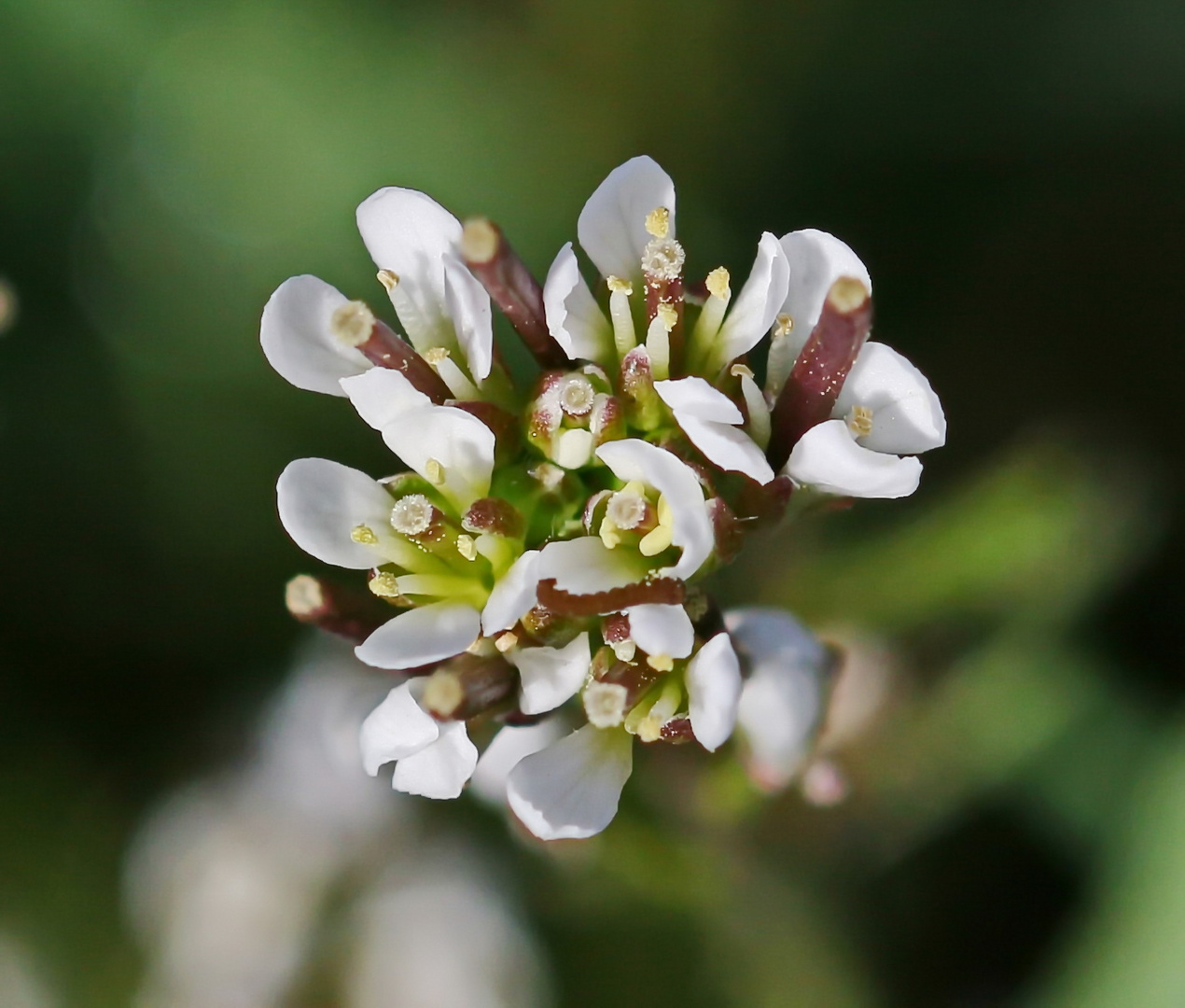 winzige Blüten