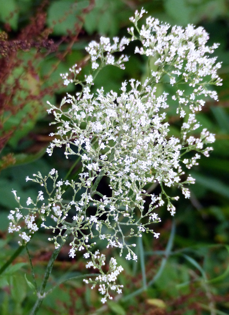 Winzige Blüten am Waldrand