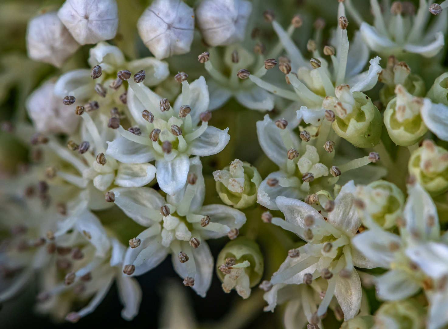 Winzige Blüten