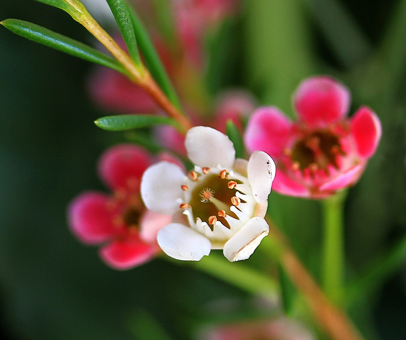 Winzige Blüten in einem großen Blumenstrauß