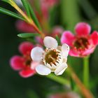 Winzige Blüten in einem großen Blumenstrauß