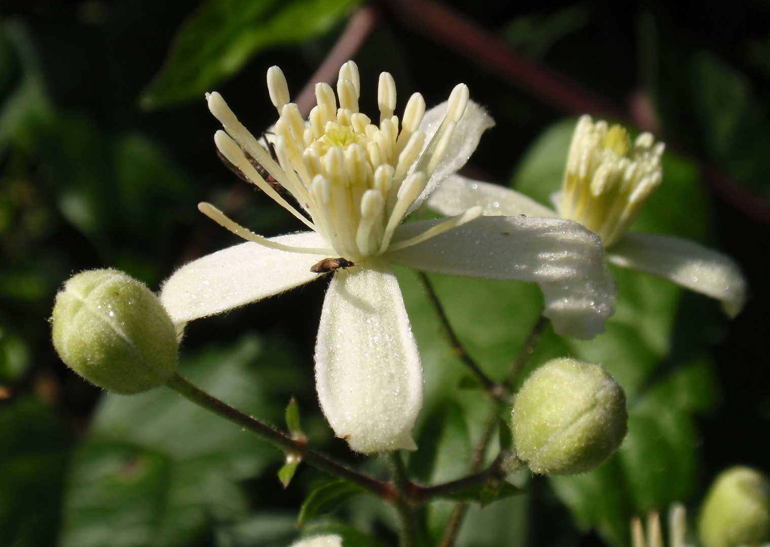 Winzige Blumenwanze auf Waldrebe