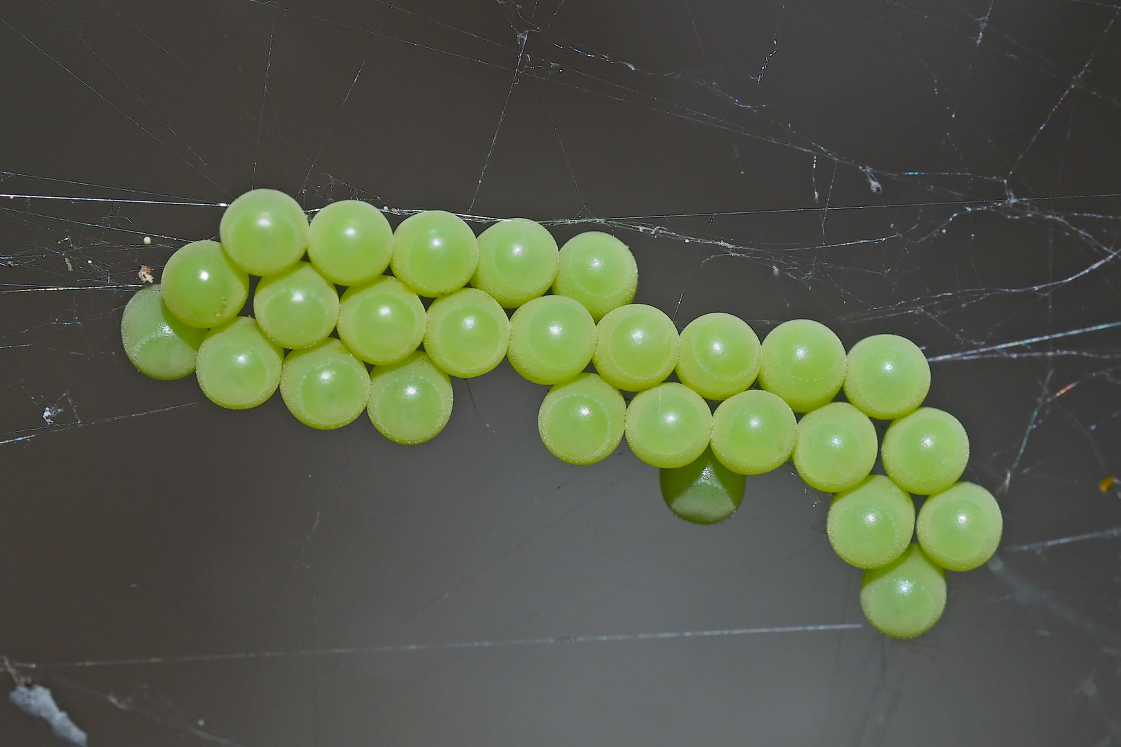 Winzige Eier in einem Spinnennetz! - Des oeufs minuscules dans une toile d'araignée...