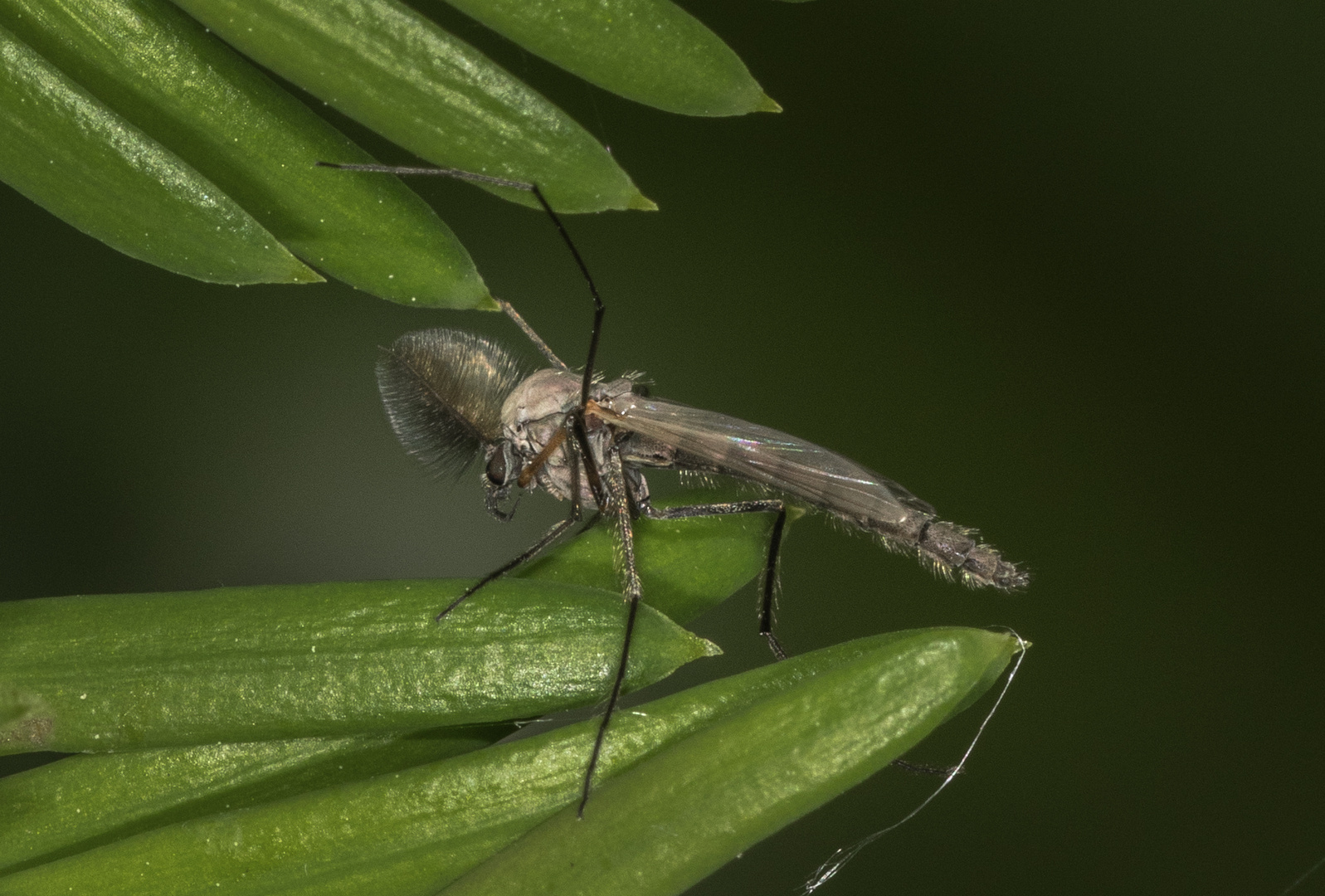 winzige Extravaganz einer Zuckmücke (Chironomidae)