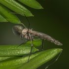 winzige Extravaganz einer Zuckmücke (Chironomidae)