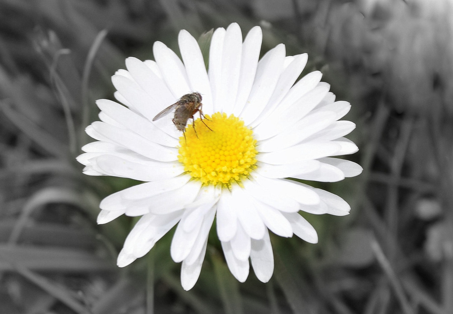 Winzige Fliege auf einem Gänseblümchen