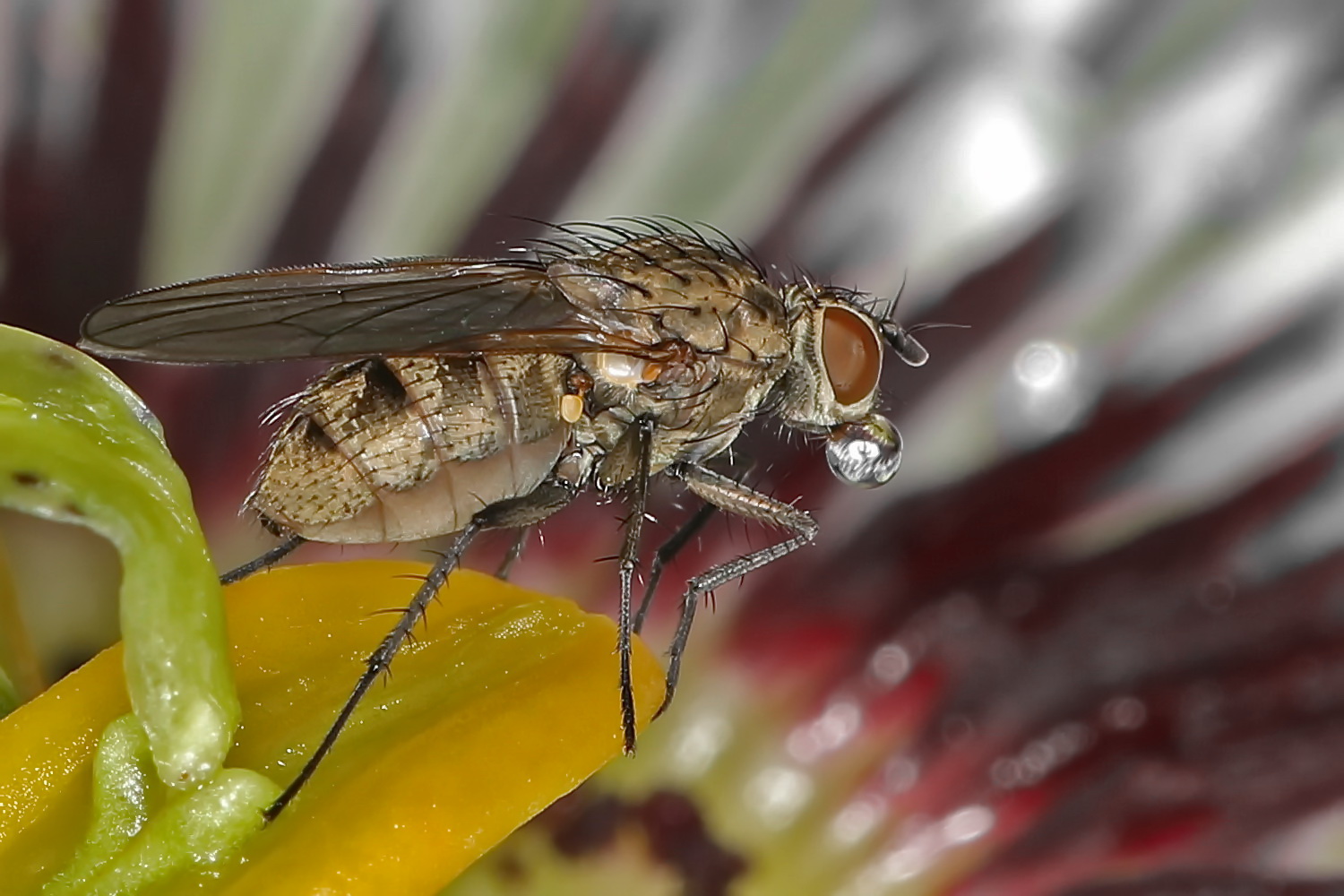 winzige Fliege mit Verdauungstropfen