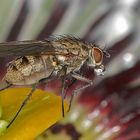 winzige Fliege mit Verdauungstropfen